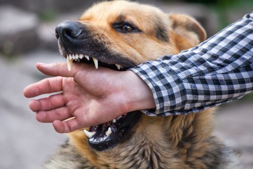 Dog biting man's hand